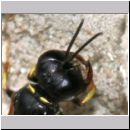 Crossocerus quadrimaculatus - Grabwespe w07e 8mm.jpg